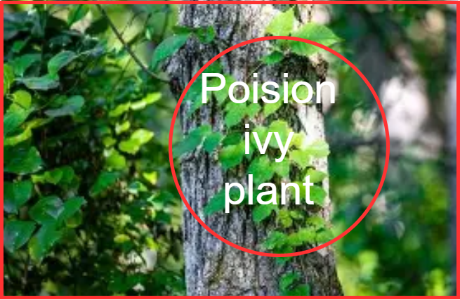 poision ivy leaves