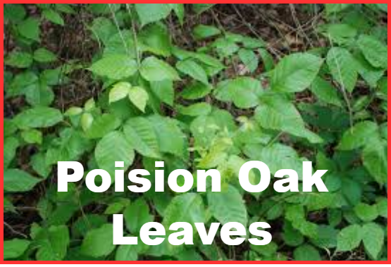 poision oak leaves