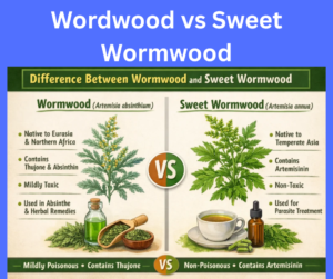 Difference Between Wormwood and Sweet Wormwood explained