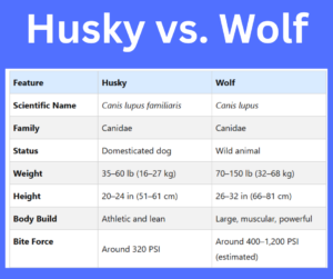 Husky vs. Wolf key differences explained
