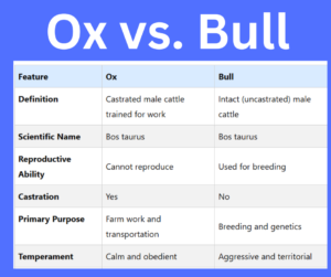 Ox vs. Bull key differences explained