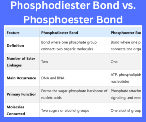 Phosphodiester Bond vs. Phosphoester Bond explained