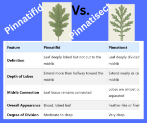 Pinnatifid vs. Pinnatisect: Key Differences Explained