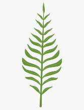 Pinnatisect Leaf