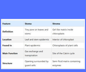 Stroma vs. Stoma key differences explained