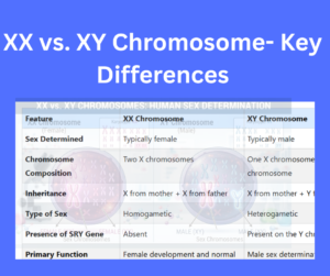 XX vs. XY Chromosome explained