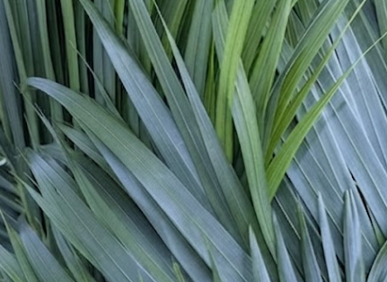 pinnatifid leaf image