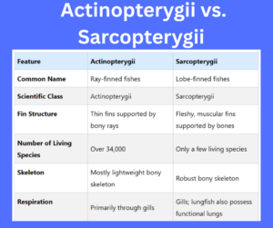 Actinopterygii vs. Sarcopterygii key differences explained