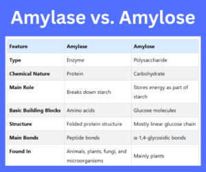 Amylase vs. Amylose key differences explained