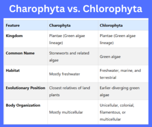 Charophyta vs. Chlorophyta key differences explained