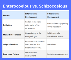 Enterocoelous vs. Schizocoelous key differences explained