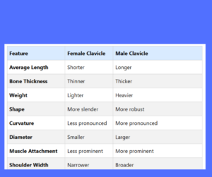 Female Clavicle vs. Male Clavicle key differences explained