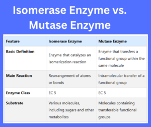 Isomerase Enzyme vs. Mutase Enzyme key differences explained