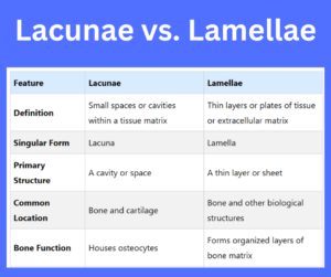 Lacunae vs. Lamellae key differences explained
