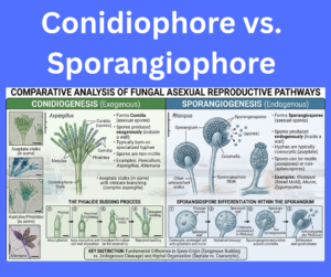 Conidiophore vs. Sporangiophore key differences explained