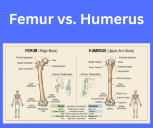 Femur vs. Humerus key differences explained