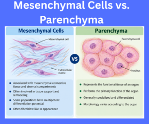 Mesenchymal Cells vs. Parenchyma key differences explained